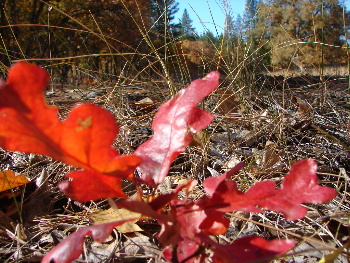 Leaf